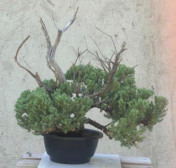 Jeneverbes bonsai (Juniperus) - Hoogte (boom): 34 cm -