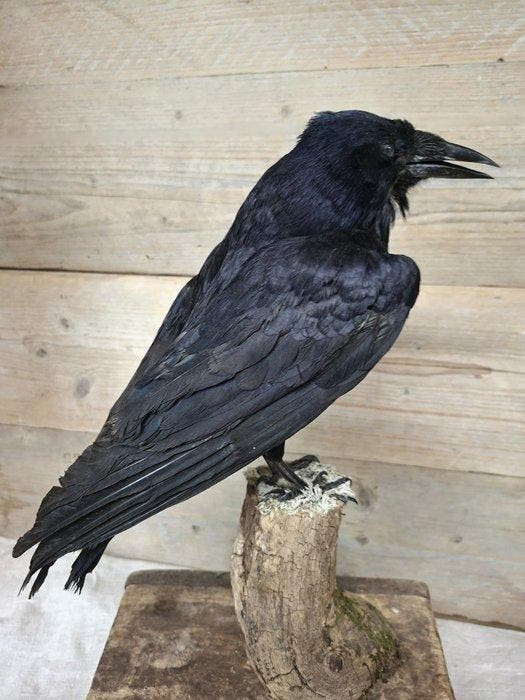 Kraai Taxidermie volledige montage - corvus corone - 40 cm -, Antiek en Kunst, Curiosa en Brocante
