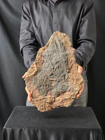 Crinoide - Gefossiliseerd dier - 39 cm - 27 cm