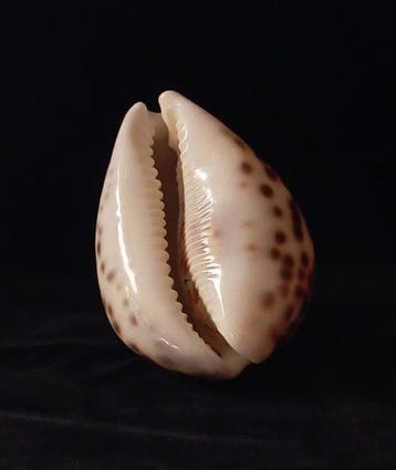 Escargot de mer Coquillage marin - Cypraea tigris (Sans prix