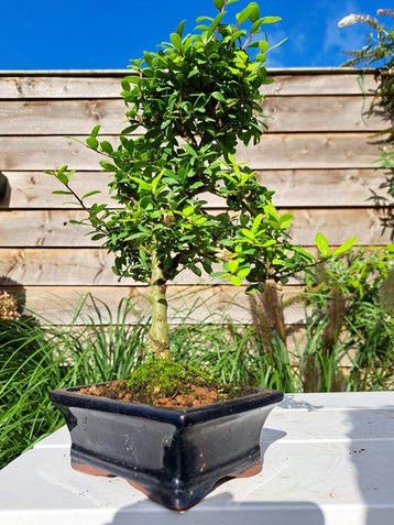ilex bonsai (japanse hulst) - Hoogte (boom): 26 cm - Diepte