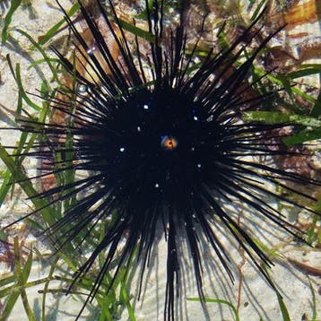 Diadema Setosum (Diadeem Zeeëgel)