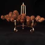 219 g XL 12,80 × 4,70 cm Fossiele coproliet van dinosaurus