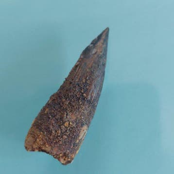 Spinosaurus - Fossiele tand - 42 mm - 18 mm (Zonder