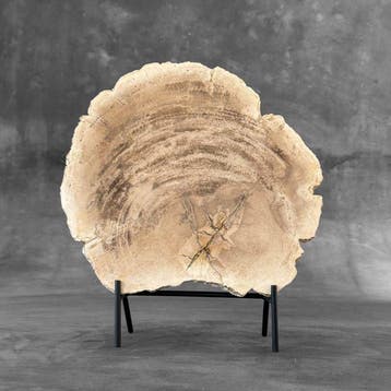 C- Magnifique grande tranche de bois pétrifié sur un socle