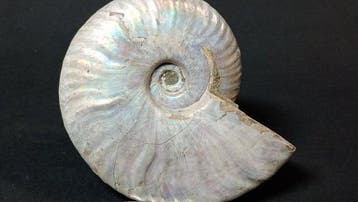 Ammoniet - Gefossiliseerde schelp - Cleoniceras Besairiei -, Verzamelen, Mineralen en Fossielen