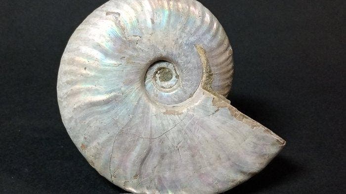 Ammoniet - Gefossiliseerde schelp - Cleoniceras Besairiei -, Verzamelen, Mineralen en Fossielen