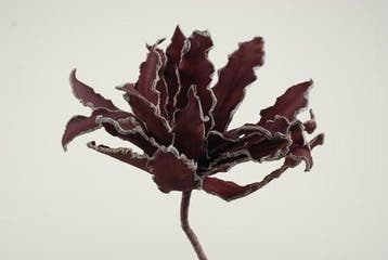 Cactus Ziggo Dark Rood Foam