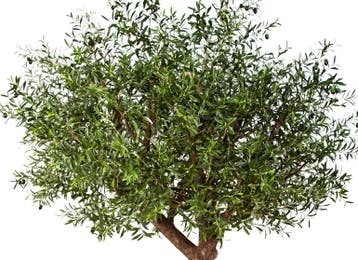 Kunstplant Olijfboom Giant 270 cm, Huis en Inrichting, Verzenden