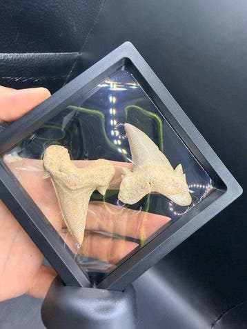 Requin - Dent fossile - Otodus obliquus - 6.3 cm (Sans prix