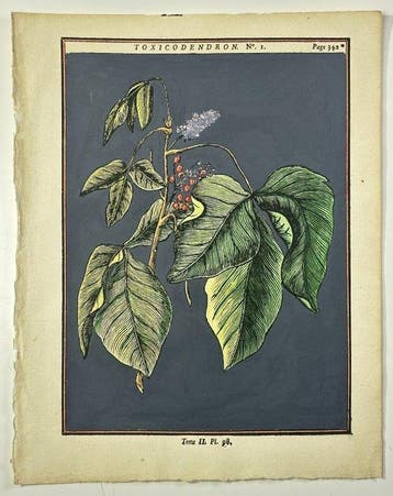 Henri Louis Duhamel du Monceau (1700–1782) - Poison Ivy