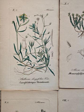 Diedrich Franz Leonhard von Schlechtendal (1794 / 1866) -