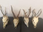 Ree Schedel met gewei - Capriolo - 40 cm - 40 cm - 40 cm -