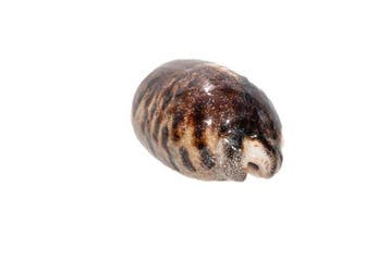Grote schildpadkauri (Cypraea testudinaria) – Makelloses