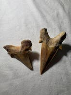 Requin maquereau - Dent fossile - Otodus - 8 cm - 4 cm (Sans