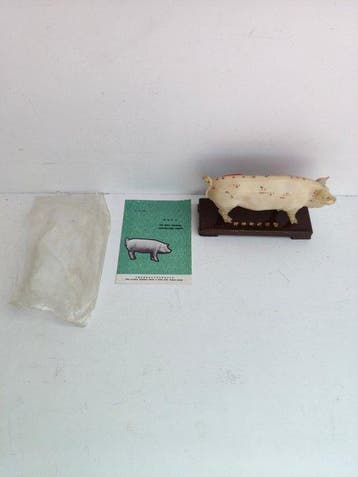 Anatomisch model - PVC - 1960-1970 - ANATOMISCH MODEL: