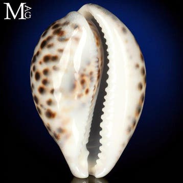 Verzamelbare Cypraea-schelp - Speciale kleur Prachtige