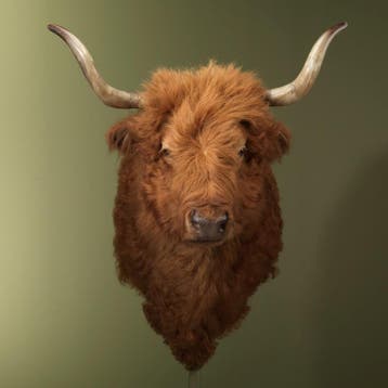 Schotse Hooglander Taxidermie Opgezette Dieren By Max, Ophalen of Verzenden, Nieuw, Wild dier, Opgezet dier