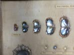 parel Taxidermie volledige montage - Cultured Pearl - 26 cm