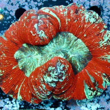 Trachyphyllia Red L (Ong. 7-8 cm), Dieren en Toebehoren, Vissen | Aquariumvissen