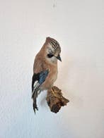 Geai européen Support de corps entier pour taxidermie -, Nieuw