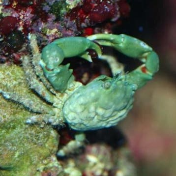 Mithrax / Emerald Krab, Dieren en Toebehoren
