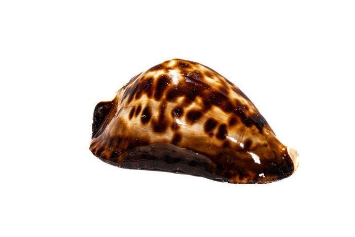 kaurislak  extreem groot  GEM  zeeslak Taxidermie, Collections, Collections Animaux