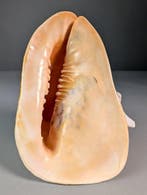 Grand casque à cornes Coquillage marin - Cassis cornuta, Nieuw