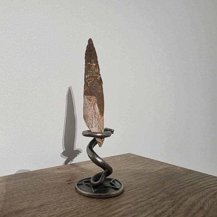 Dinosaurus Tand - HUGE Spinosaurus aegyptiacus tand | 9,7 cm, Antiek en Kunst, Curiosa en Brocante