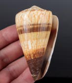 Prachtige schelp, verzamelobject Zeeschelp - Conus miles, Nieuw
