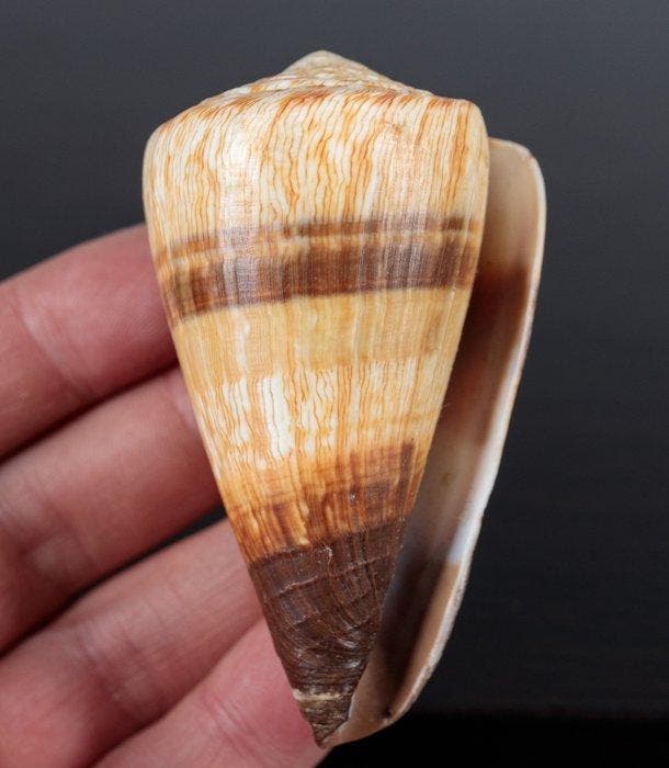 Prachtige schelp, verzamelobject Zeeschelp - Conus miles, Verzamelen, Dierenverzamelingen