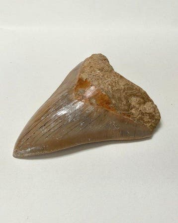 Mégalodon - Dent fossile - 129 mm - 104 mm, Verzamelen