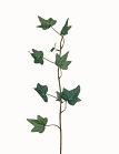 Hedera Groene Klimop Tak Zijdenbloem ca. 33 cm, Nieuw