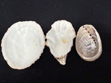 moule, escargot de mer Coquillage marin - S-192 PATELLA, Antiek en Kunst