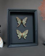 Papillon de nuit Support de corps entier pour taxidermie -, Antiquités & Art