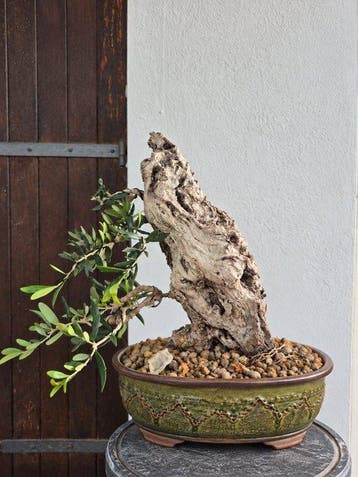 Olijf bonsai (Olea europaea) - Hoogte (boom): 40 cm - Diepte
