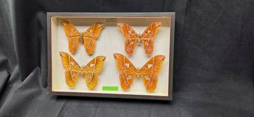 World Saturnidae / Months - ex French Mr BAILLET Collection