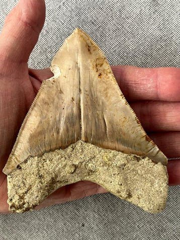 Megalodon-tand 11,2 cm - Fossiele tand - Carcharocles