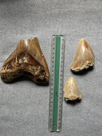 3 Megalodon-tanden 12,6 / 7,8 / 5,5 cm - Fossiele tand -