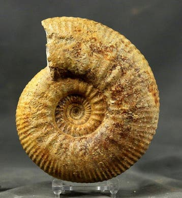 Ammonite bathonienne bien préparée - Animal fossilisé -