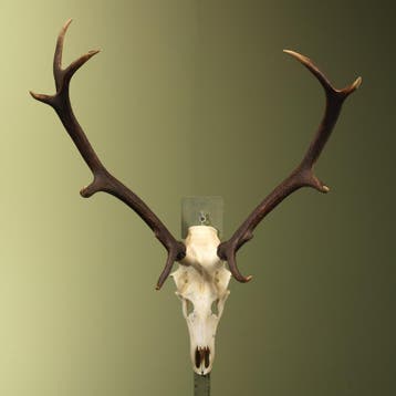 Edelhert Gewei Taxidermie Opgezette Dieren By Max, Ophalen of Verzenden, Nieuw, Wild dier, Opgezet dier