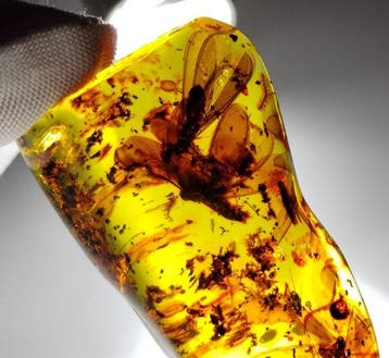 FOSSlL-AMAZING!! Dominicaans amber- 13.45 g