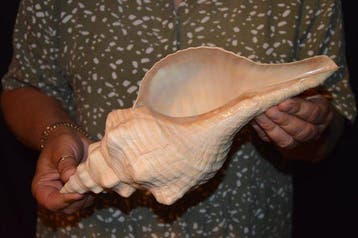 Escargot de mer Coquillage marin - S-409 TRIPLOFUSUS