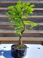 metasequoia bonsai in bonsaischaal - Hoogte (boom): 27 cm -