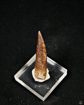 Reptile marin - Dent fossile - Plesiosaurus sp. (Sans prix