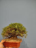 Rozemarijn Bonsai - Hoogte (boom): 22 cm - Diepte (boom): 22