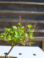syringa - Hoogte (boom): 22 cm - Diepte (boom): 13 cm -