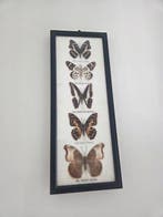 Papillon Support de corps entier pour taxidermie -, Nieuw