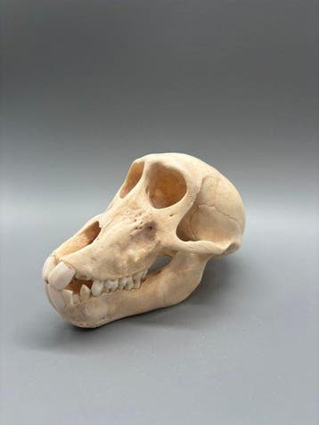 Aap Schedel - Papio Ursinus - 11 cm - 10 cm - 17 cm- CITES, Verzamelen, Nieuw