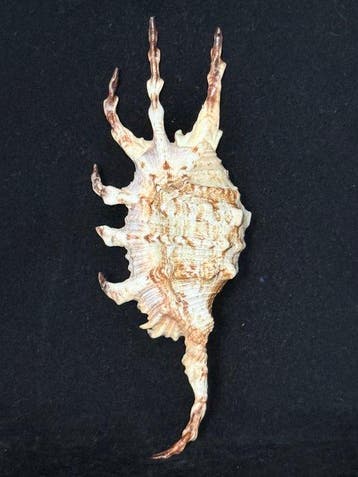 Escargot de mer Coquillage marin - S-613 LAMBIS SCORPIUS, Nieuw